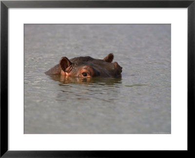 Hippo In Kruger National Park, Mpumalanga, South Africa by Ann & Steve Toon Pricing Limited Edition Print image