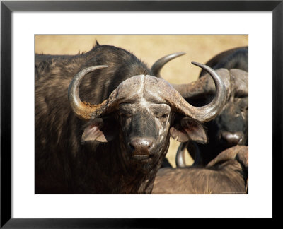 Close-Up Of African Buffalo, Mala Mala Game Reserve, Sabi Sand Park, South Africa, Africa by Sergio Pitamitz Pricing Limited Edition Print image