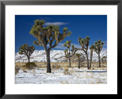 Rare Winter Snowfall, Lost Horse Valley, Joshua Tree National Park, California, Usa by Richard Cummins Pricing Limited Edition Print image
