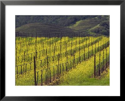 Springtime Mustard Flowers, Napa Valley, Oakville, California by Janis Miglavs Pricing Limited Edition Print image