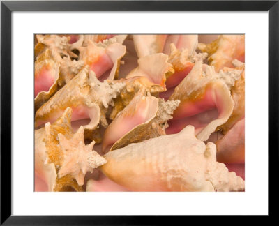 Conch Shells, Blue Hill Beach, Turks And Caicos, Caribbean by Walter Bibikow Pricing Limited Edition Print image