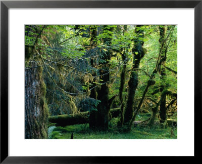 Trees In Hoh Rainforest, Olympic National Park, Usa by Nicholas Pavloff Pricing Limited Edition Print image
