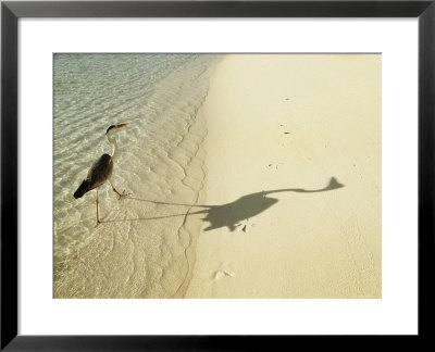 Heron Walking Along Beach, Mafushivaru, Ari Atoll, Alifu, Maldives by Felix Hug Pricing Limited Edition Print image