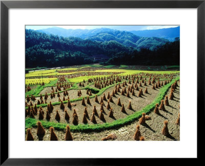 Ricescapes, China by Richard I'anson Pricing Limited Edition Print image