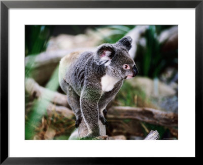 Koala, Hartley's Creek Crocodile Farm, Cairns, Queensland, Australia by Holger Leue Pricing Limited Edition Print image