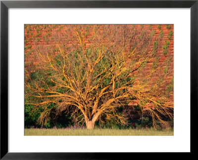 Lichen Covered Tree With Vineyard Behind, Barossa Valley, South Australia by Diana Mayfield Pricing Limited Edition Print image