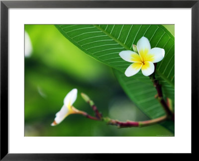 Frangipani Flowers by Andrew Brownbill Pricing Limited Edition Print image