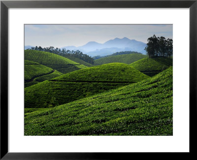 Tea Plantations Covering The Rolling Hills by Felix Hug Pricing Limited Edition Print image