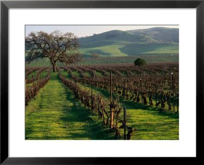 Late Winter Vineyard, Livermore Valley by Nicholas Pavloff Pricing Limited Edition Print image