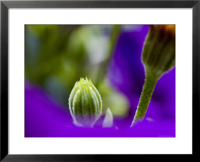 Close View Of Yellow Osteospermum Bud Surrounded By Purple Petunias, Groton, Connecticut by Todd Gipstein Pricing Limited Edition Print image
