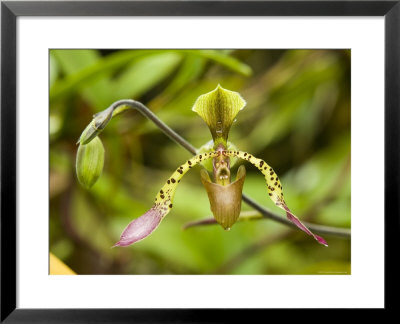 Closeup Of An Orchid, Singapore by Tim Laman Pricing Limited Edition Print image