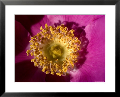 Close View Of Yellow Stamen Of A Pink Flower Blossom, Groton, Connecticut by Todd Gipstein Pricing Limited Edition Print image