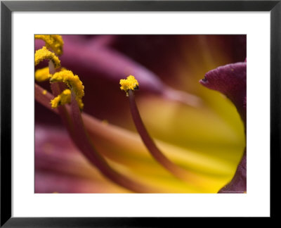 Close View Of Stamen Of A Flower, Groton, Connecticut by Todd Gipstein Pricing Limited Edition Print image