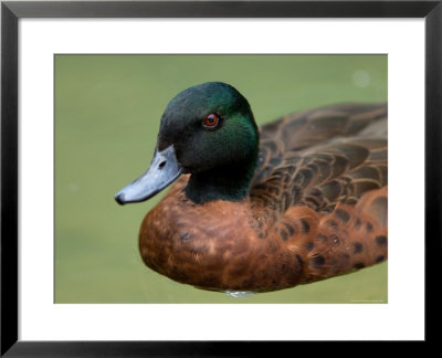 Chestnut Teal Duck At The Sunset Zoo, Kansas by Joel Sartore Pricing Limited Edition Print image