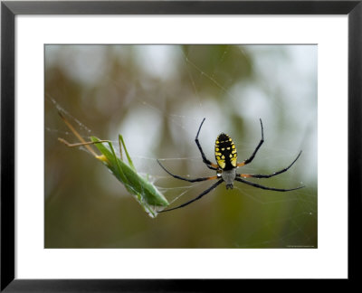 Black-And-Yellow Argiope At Spring Creek Prairie Captured A Katydid by Joel Sartore Pricing Limited Edition Print image