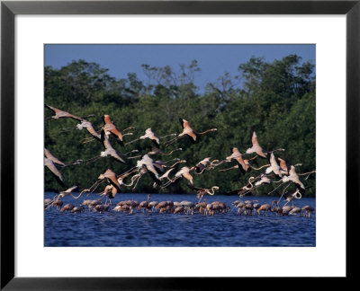 Flock Of Flamingos Taking Flight, Yucatan, Mexico by Kenneth Garrett Pricing Limited Edition Print image