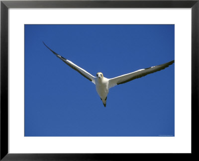 Flying Australian Gannet On Farwell Spit In by Rich Reid Pricing Limited Edition Print image