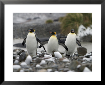 King Penguins Walking On Rocky Shore by Ralph Lee Hopkins Pricing Limited Edition Print image
