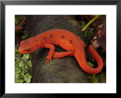 Red Eft Crawls On The Forest Floor by George Grall Pricing Limited Edition Print image