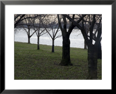 Trees Line The Potomac River In Washington, D.C. by Stacy Gold Pricing Limited Edition Print image