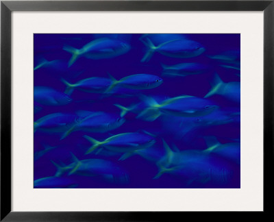 School Of Fusilier Fish by Bill Curtsinger Pricing Limited Edition Print image