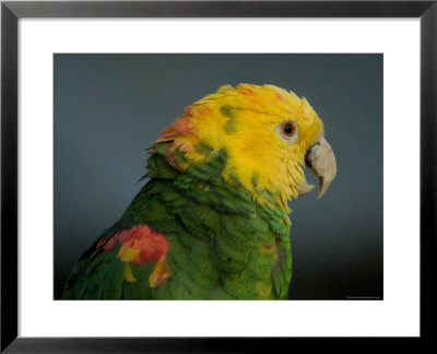 Yellow-Headed Amazon Parrots by Joel Sartore Pricing Limited Edition Print image