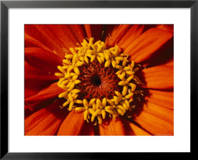 Close View Of A Zinnia Hybrid by Jonathan Blair Pricing Limited Edition Print image