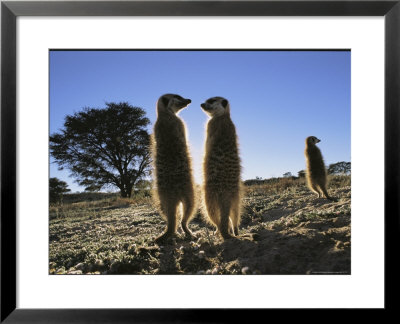 Meerkats Start Each Day With A Sunbath To Lift The Night's Chill by Mattias Klum Pricing Limited Edition Print image