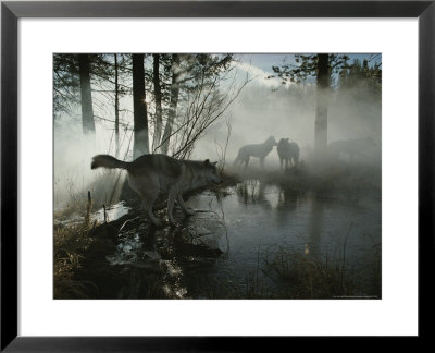 Group Of Gray Wolves, Canis Lupus, Pass By A Foggy Pond In A Forest by Jim And Jamie Dutcher Pricing Limited Edition Print image