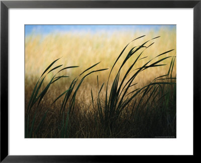 Close View Of Windblown Cattails by Raymond Gehman Pricing Limited Edition Print image