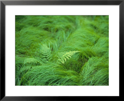 Close View Of Swirling Green Grass And Fern Fronds by Norbert Rosing Pricing Limited Edition Print image