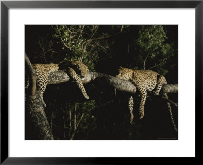 Pair Of Leopards Rest On A Tree Limb by Kim Wolhuter Pricing Limited Edition Print image