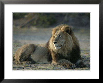 Male African Lion, Panthera Leo, Resting by Beverly Joubert Pricing Limited Edition Print image