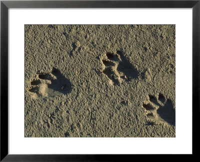 Raccoon Tracks On Newly Dredged Mud Of Wetlands Restoration Project by Tyrone Turner Pricing Limited Edition Print image