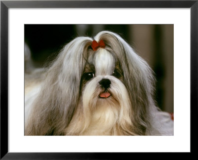 Shih Tzu Poses At A Dog Show In Bermuda by Rex Stucky Pricing Limited Edition Print image