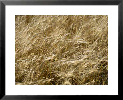 Field Of Wheat Sways In The Soft Summer Breeze by Taylor S. Kennedy Pricing Limited Edition Print image