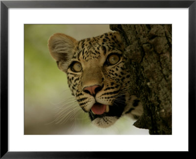 Leopardpeering Behind The Bark Of A Tree, Mombo, Okavango Delta, Botswana by Beverly Joubert Pricing Limited Edition Print image
