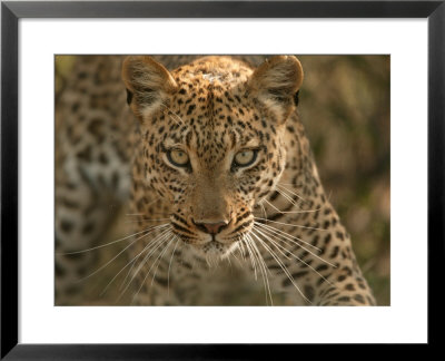 Portrait Of A Leopard, Panthera Pardus, Mombo, Okavango Delta, Botswana by Beverly Joubert Pricing Limited Edition Print image