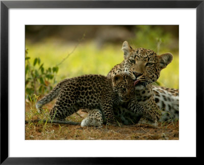 Leopard Licks A Young Cub, Mombo, Okavango Delta, Botswana by Beverly Joubert Pricing Limited Edition Print image