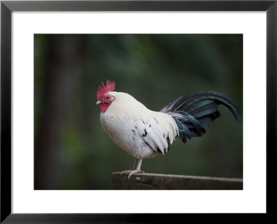 Rooster Stands On A Fence Post, Salt Spring Island, British Columbia, Canada by Taylor S. Kennedy Pricing Limited Edition Print image