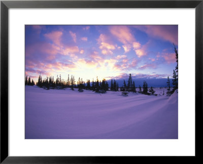 Flag Trees Amid Snow Patterns, Churchill, Manitoba, Canada by Nick Norman Pricing Limited Edition Print image