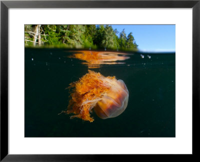 Lion's Mane Jellyfish Swimming, Vancouver Island, British Columbia, Canada by Paul Nicklen Pricing Limited Edition Print image
