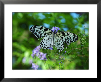 Rice Paper Butterfly, Idea Leuconoe, Drinks Nectar From Purple Flowers by Darlyne A. Murawski Pricing Limited Edition Print image