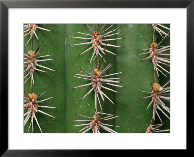 Cereus Cactus Spines Up Close, Providence, Rhode Island by Darlyne A. Murawski Pricing Limited Edition Print image