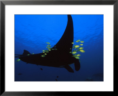 A Manta Ray With Yellow Striped Jacks by David Doubilet Pricing Limited Edition Print image