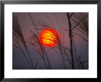 A Setting Sun Seen Through Fringe Of Pampas Grass by Michael S. Yamashita Pricing Limited Edition Print image