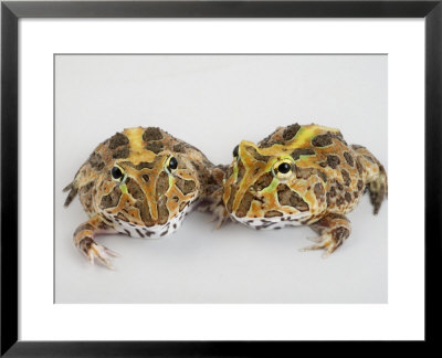 A Pair Of Vulnerable Pacific Horned Frogs by Joel Sartore Pricing Limited Edition Print image