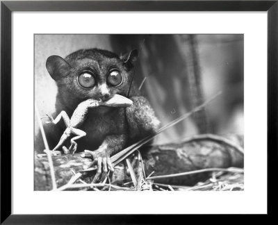 Tarsiers An Animal Native To Indonesia And Philippines Eating A Lizard Alive by Sam Shere Pricing Limited Edition Print image