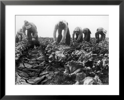 Migrant Laborers Crop Lettuce In A Posture They Maintain All Day Long by Dorothea Lange Pricing Limited Edition Print image