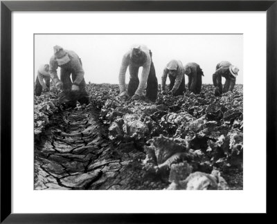 Migrant Laborers Crop Lettuce In A Posture They Maintain All Day Long by Dorothea Lange Pricing Limited Edition Print image
